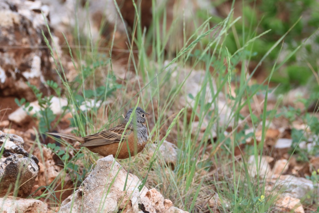 Cretzschmar`s Bunting