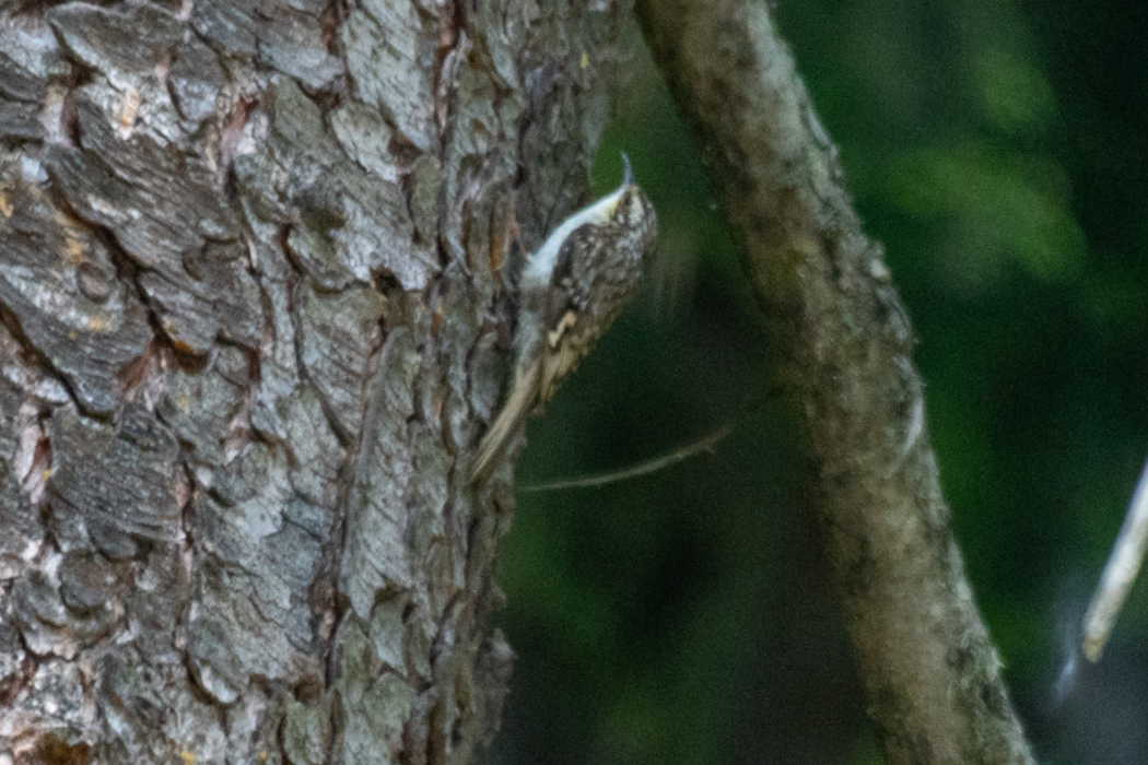 Eurasian Treecreeper
