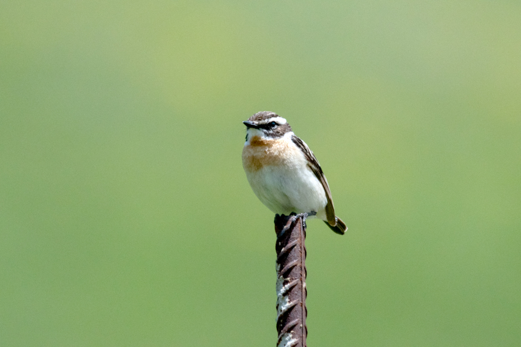Whinchat