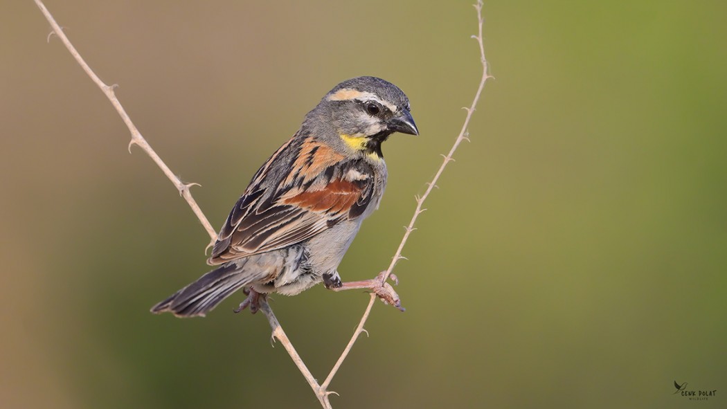 Dead Sea Sparrow