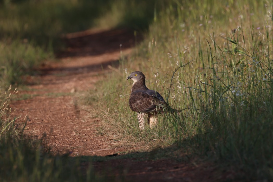 European Honey Buzzard