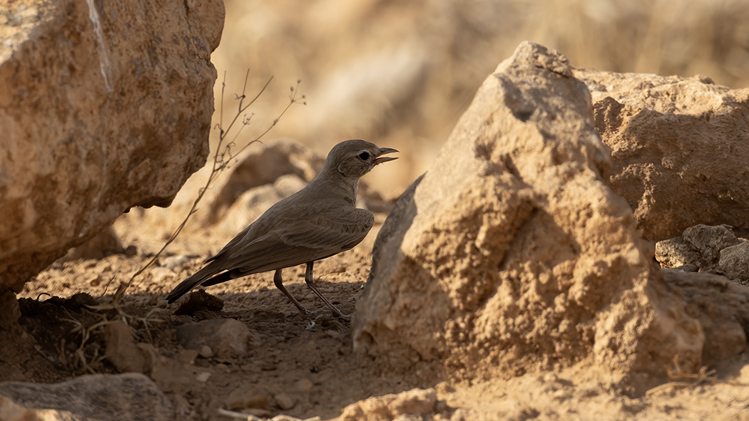 Desert Lark