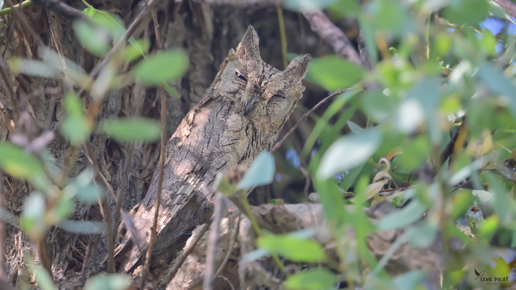 Pallid Scops Owl
