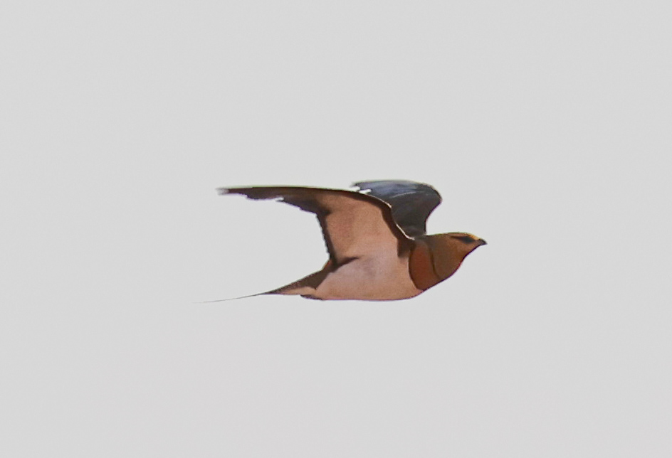 Pin-tailed Sandgrouse