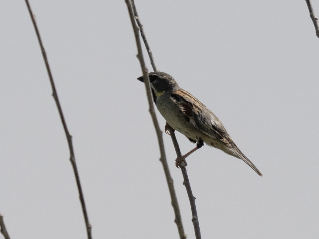 Dead Sea Sparrow