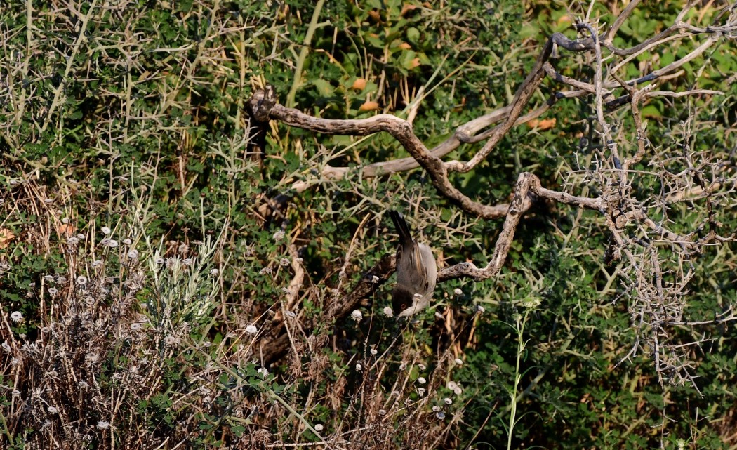 Sardinian Warbler