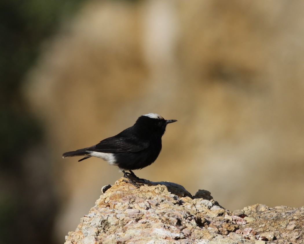 White-crowned Wheatear