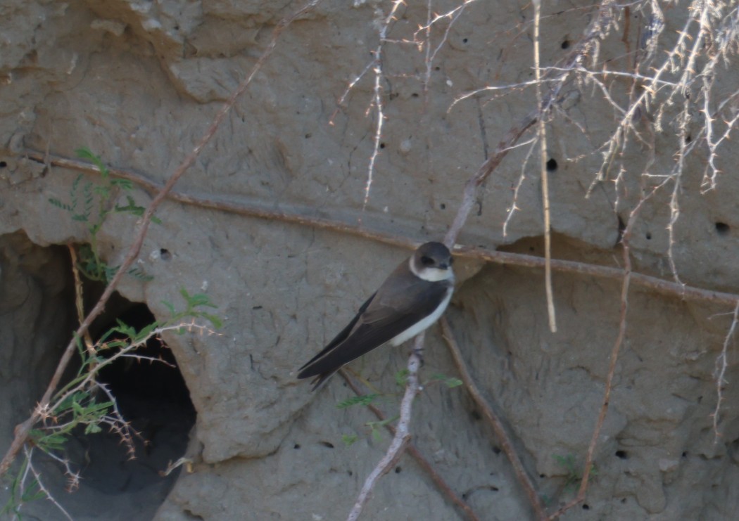 Sand Martin