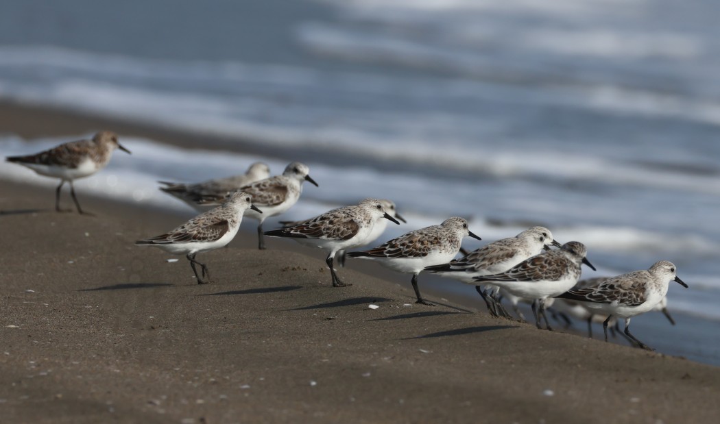 Sanderling