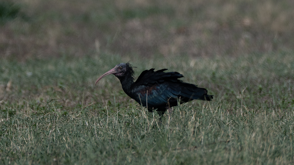 Northern Bald Ibis