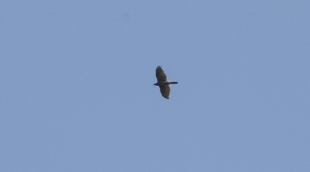 Çakır