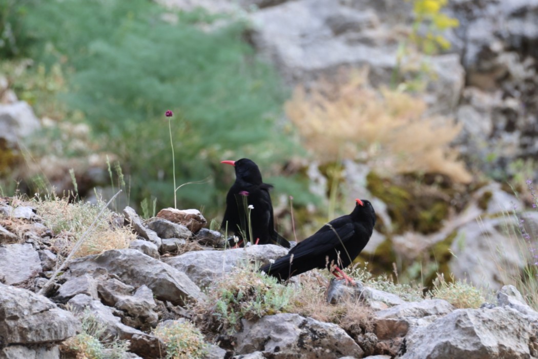 Red-billed Chough