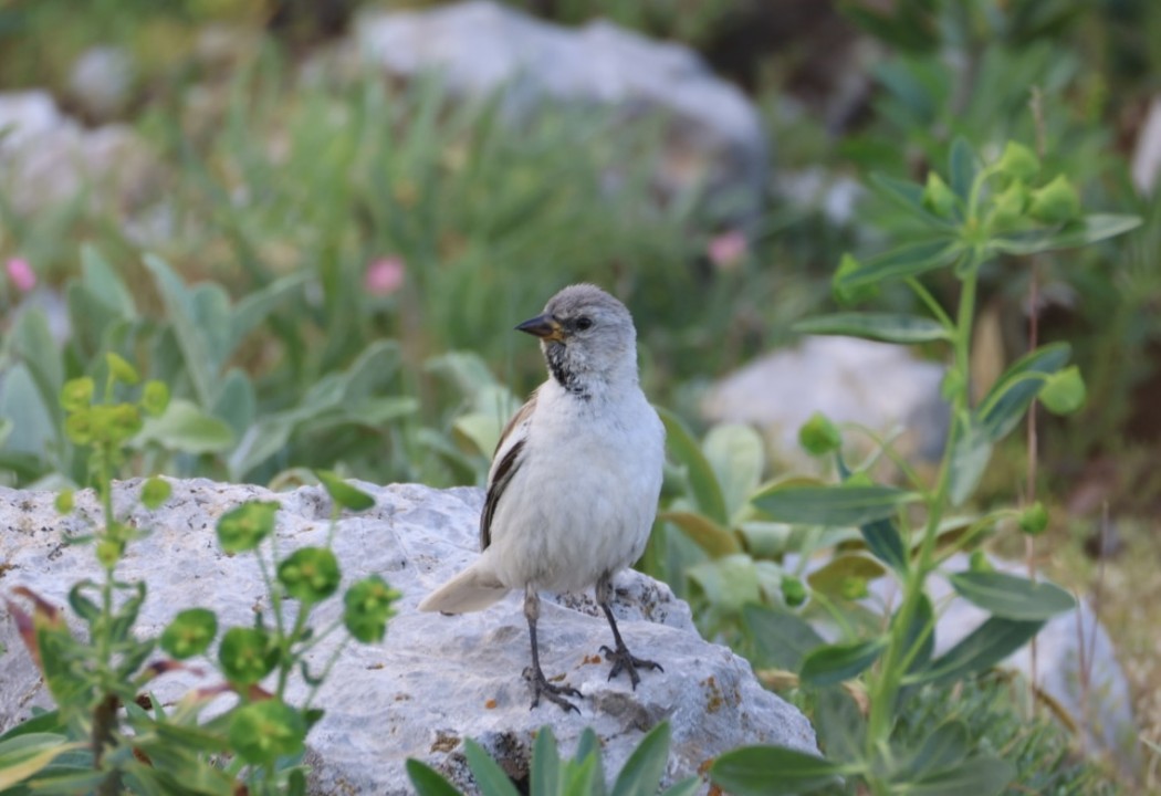 White-winged Snowfinch