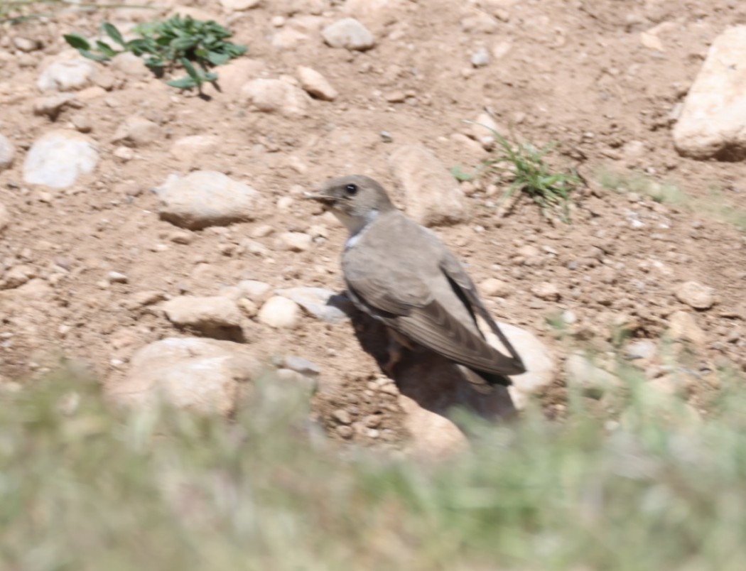 Eurasian Crag Martin
