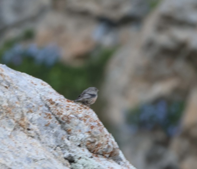 Alpine Accentor