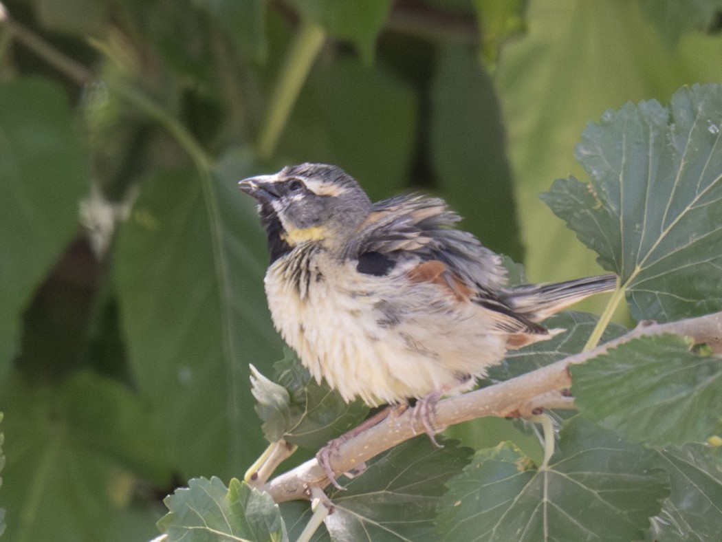 Dead Sea Sparrow
