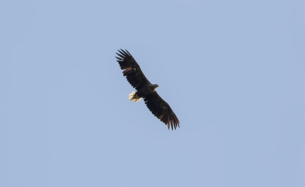 Akkuyruklu Kartal