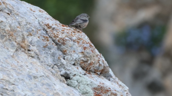 Alpine Accentor
