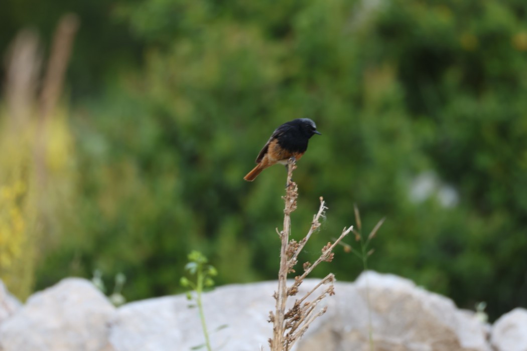 Black Redstart