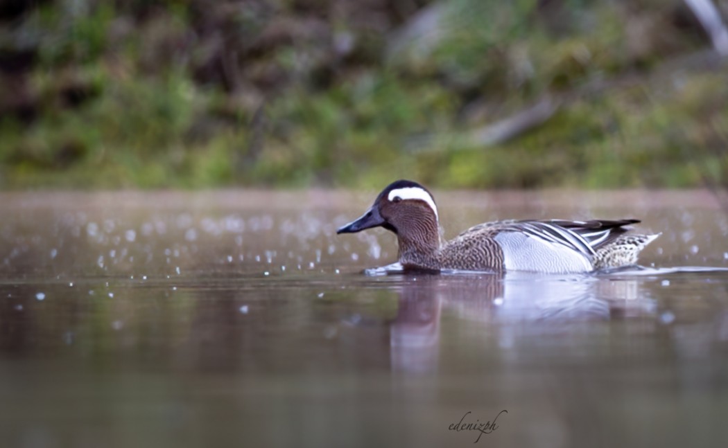 Garganey