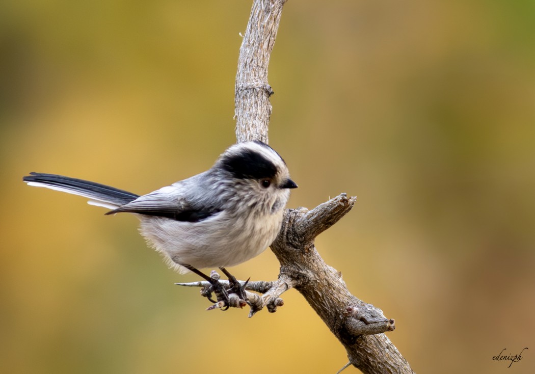 Long-tailed Tit