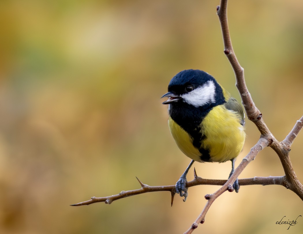 Great Tit