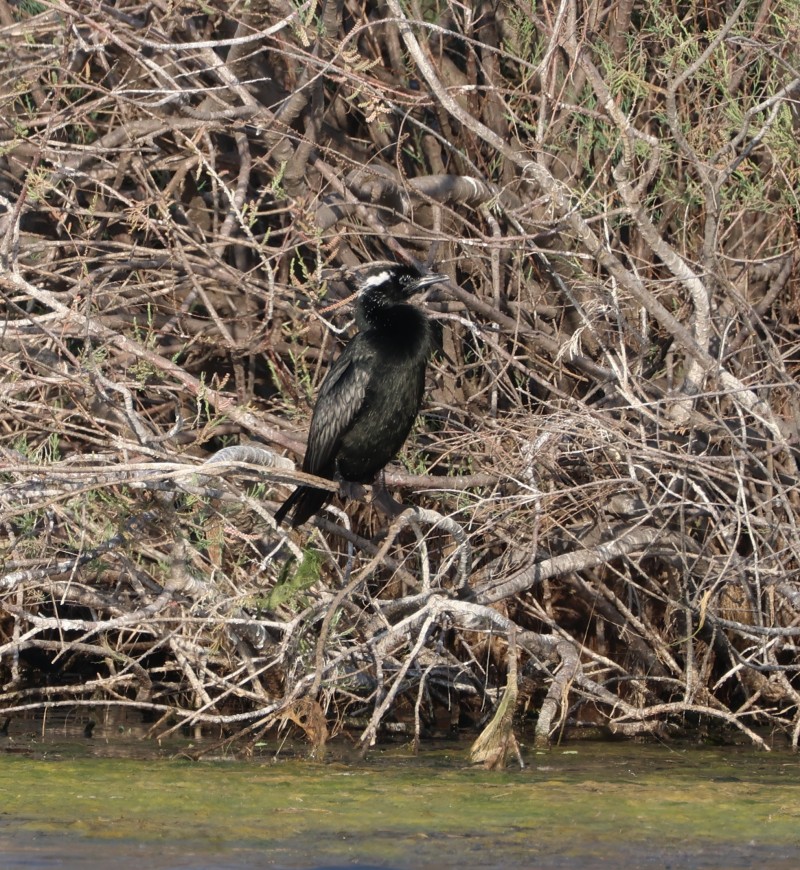 Pygmy Cormorant