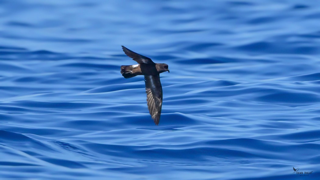 European Storm Petrel