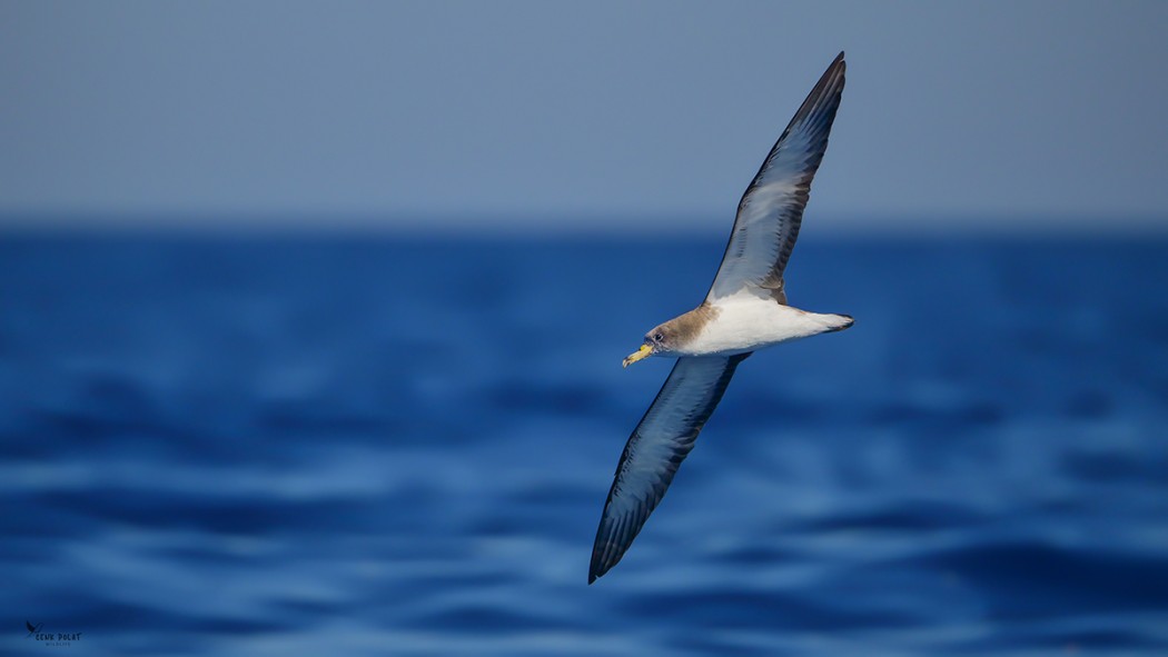 Scopoli`s Shearwater