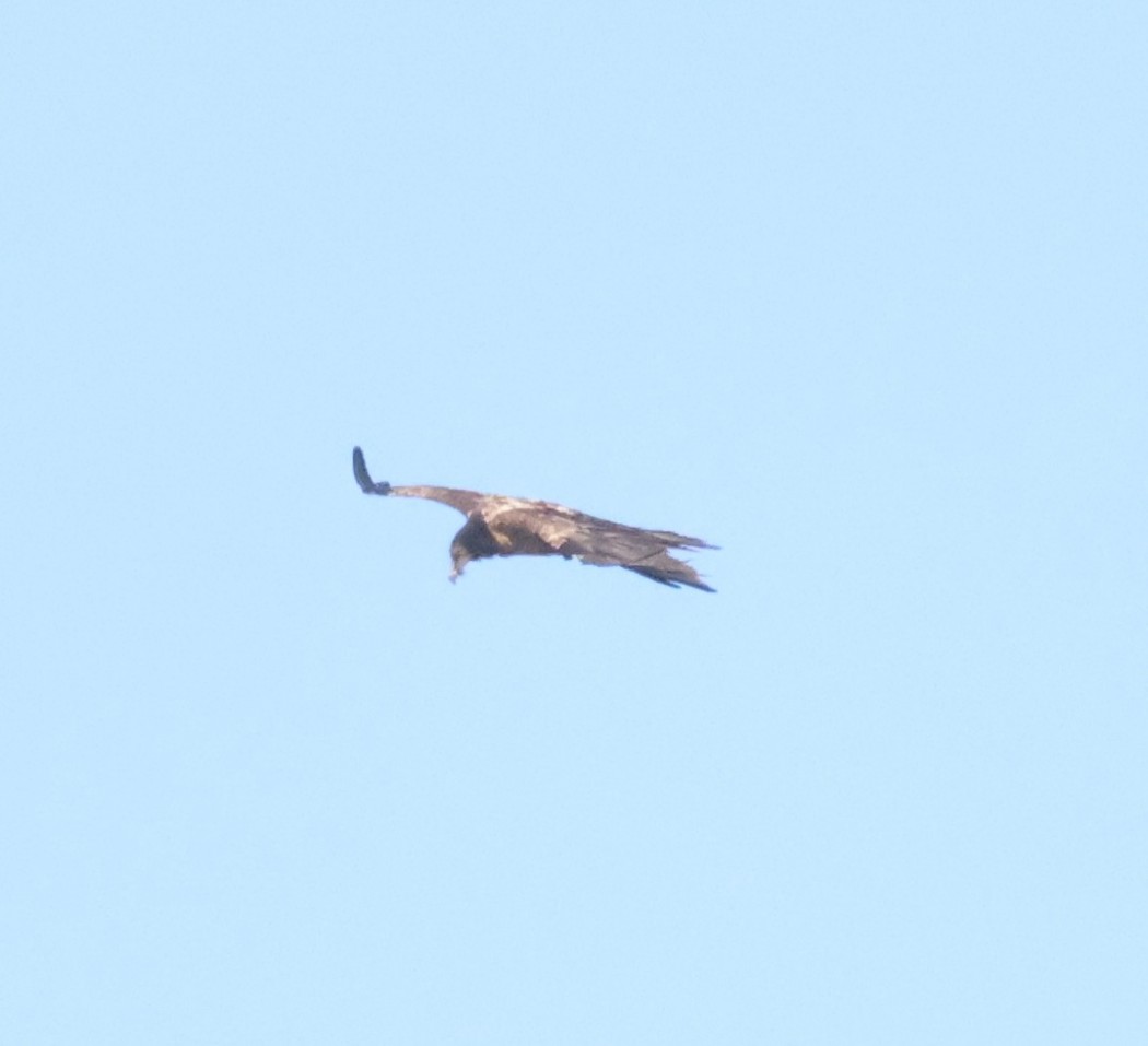 Bearded Vulture