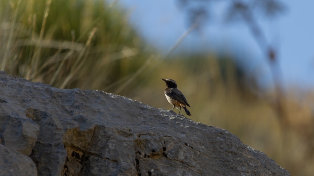 Red-tailed Wheatear
