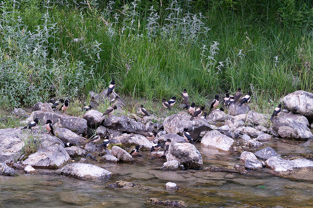 Alasığırcık