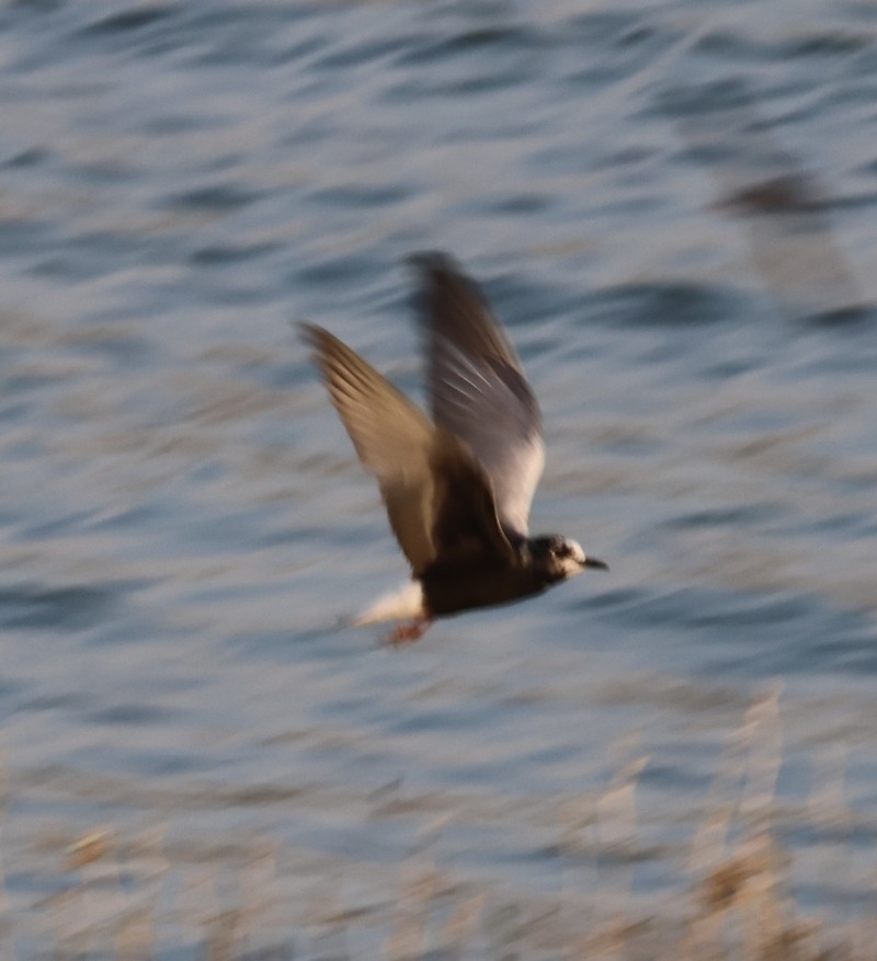 White-winged Tern