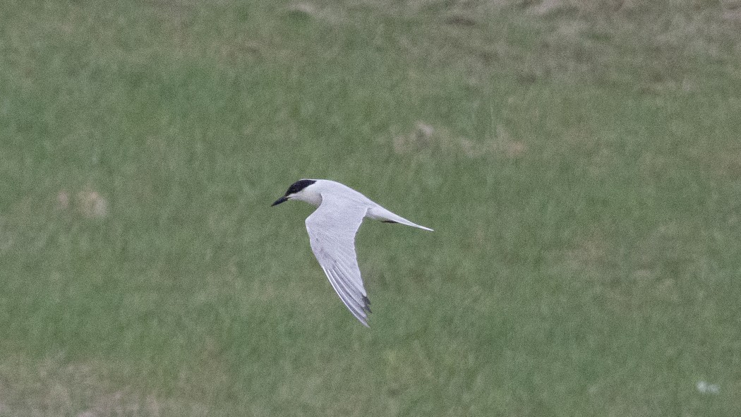 Gull-billed Tern