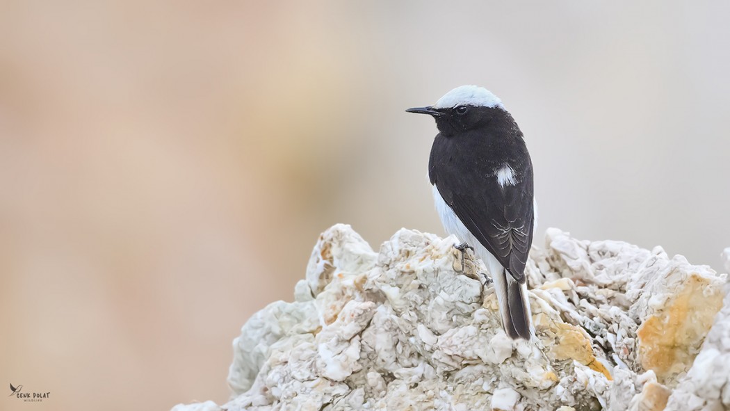 Hooded Wheatear
