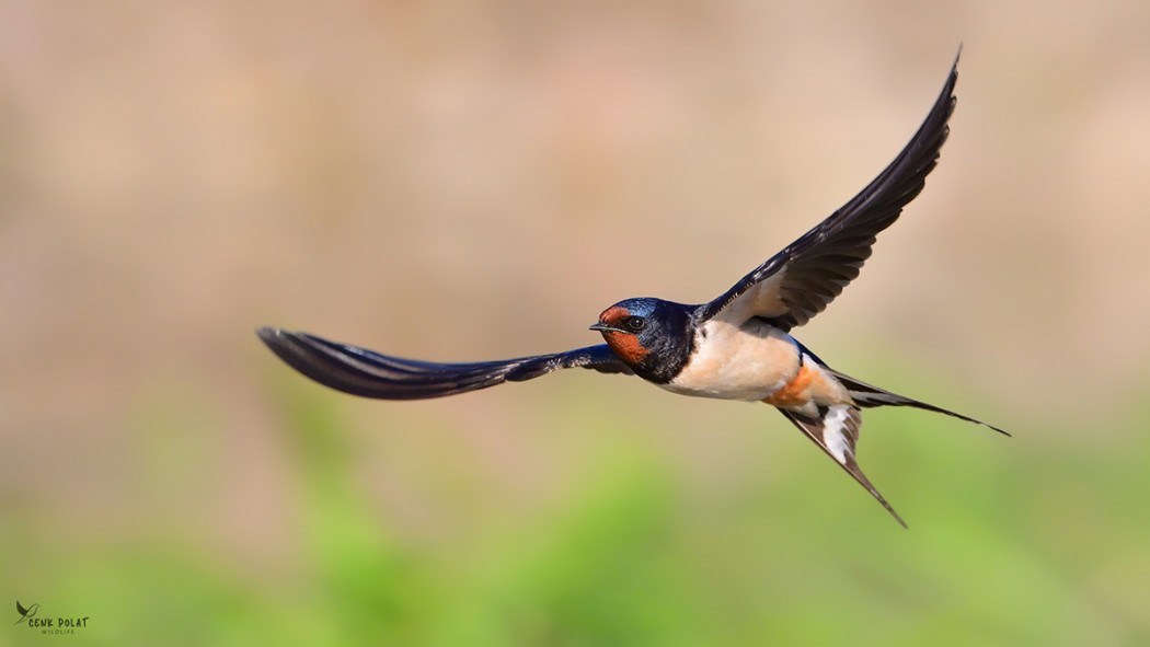 Barn Swallow