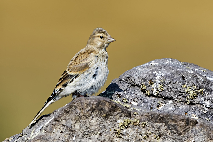 Twite