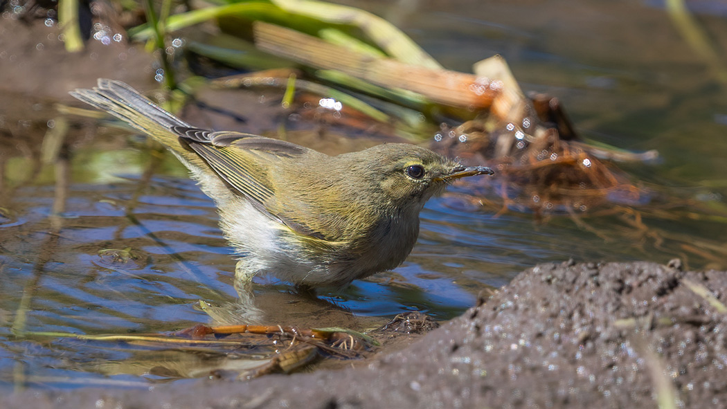Boz Çıvgın