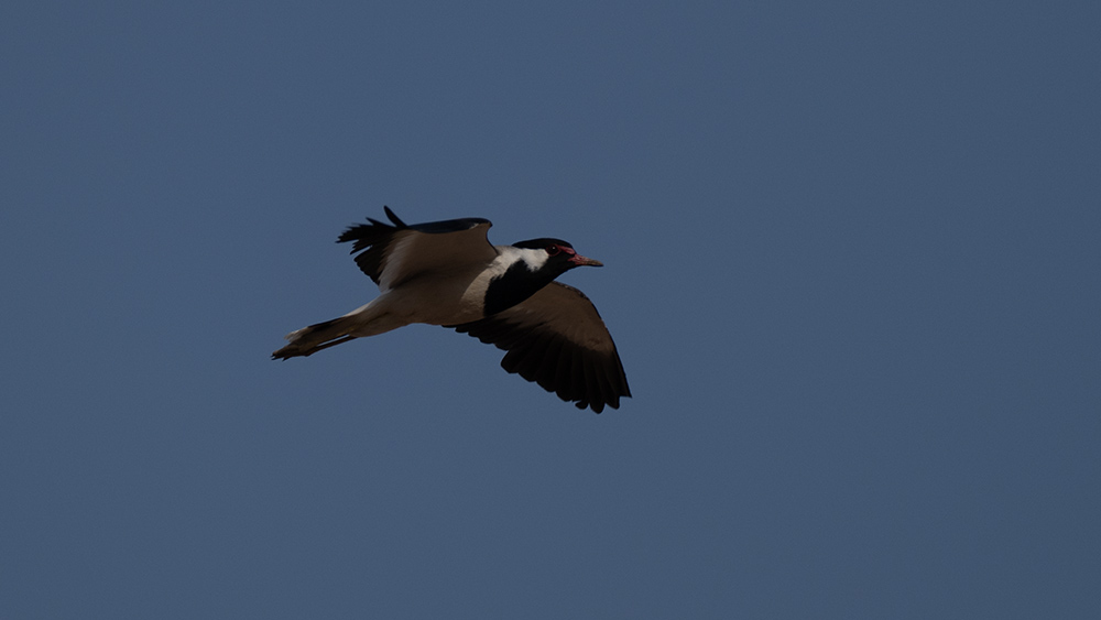 Red-wattled Lapwing