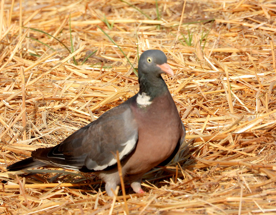 Tahtalı