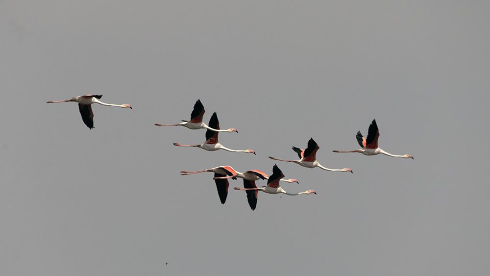 Flamingo