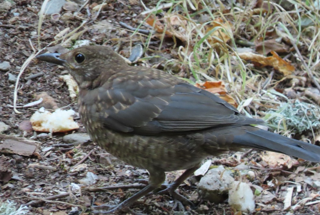 Karatavuk