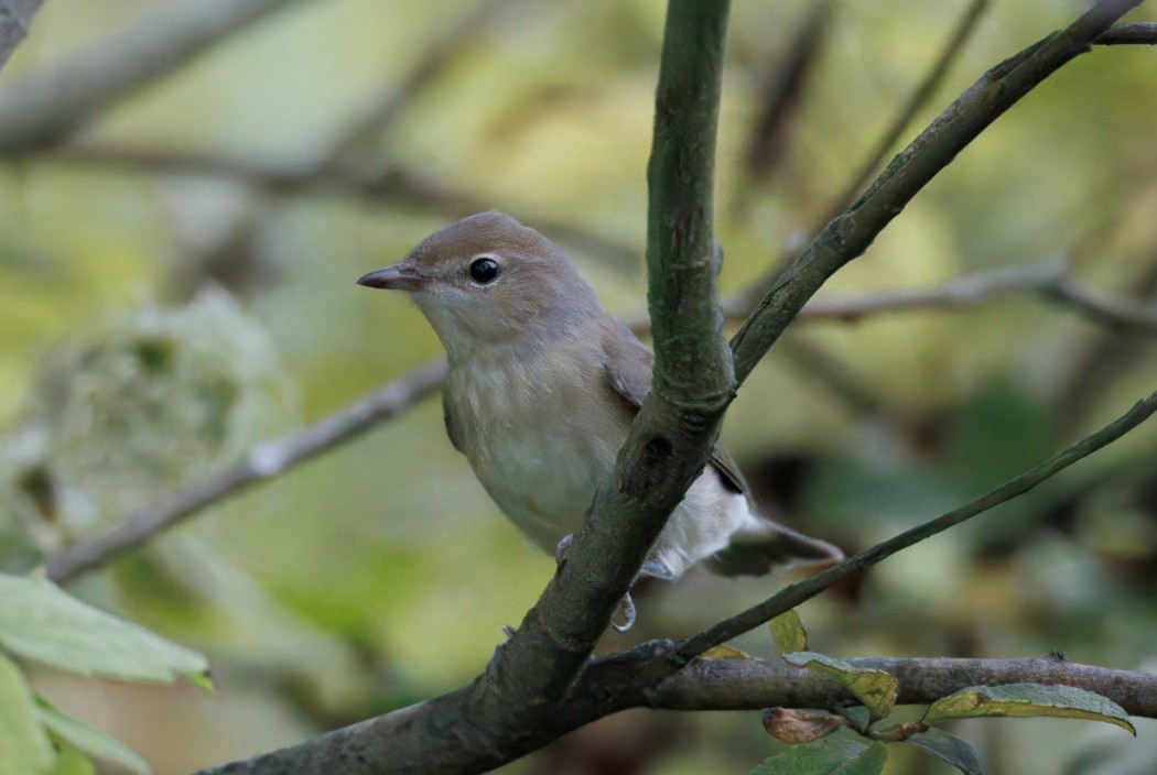 Garden Warbler