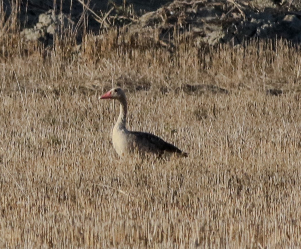Greylag Goose