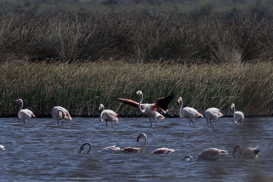Flamingo