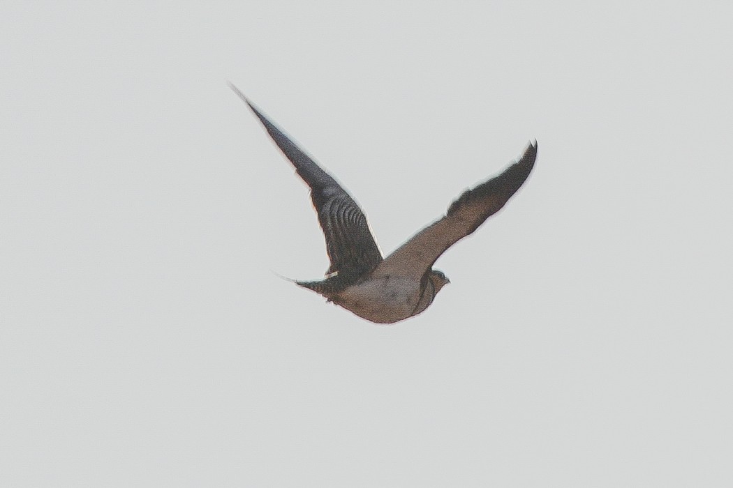 Pin-tailed Sandgrouse