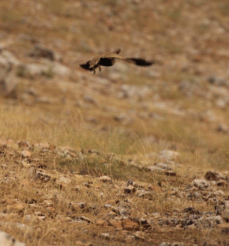 Bağırtlak
