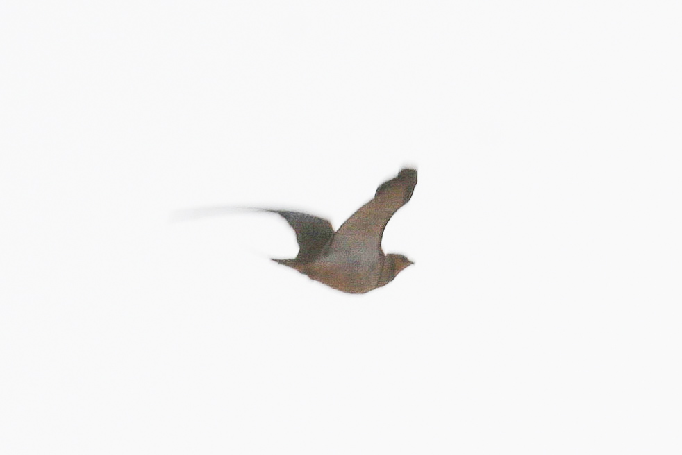 Pin-tailed Sandgrouse