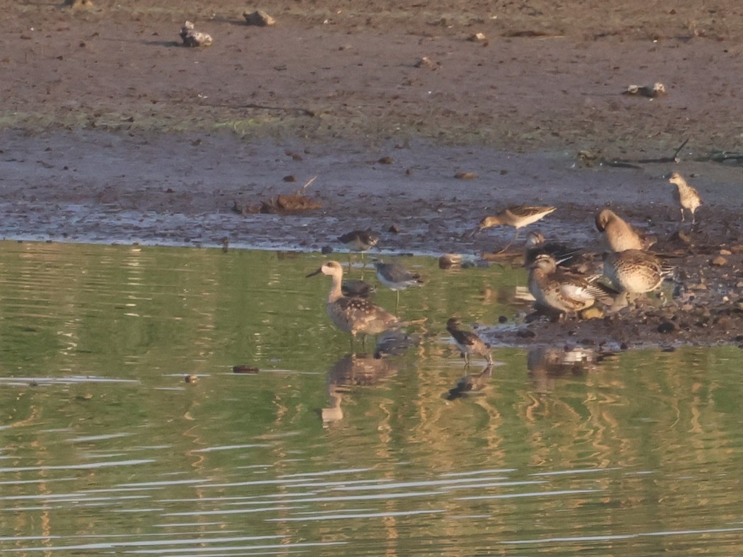 Marbled Duck