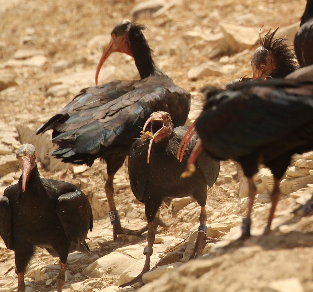 Kelaynak